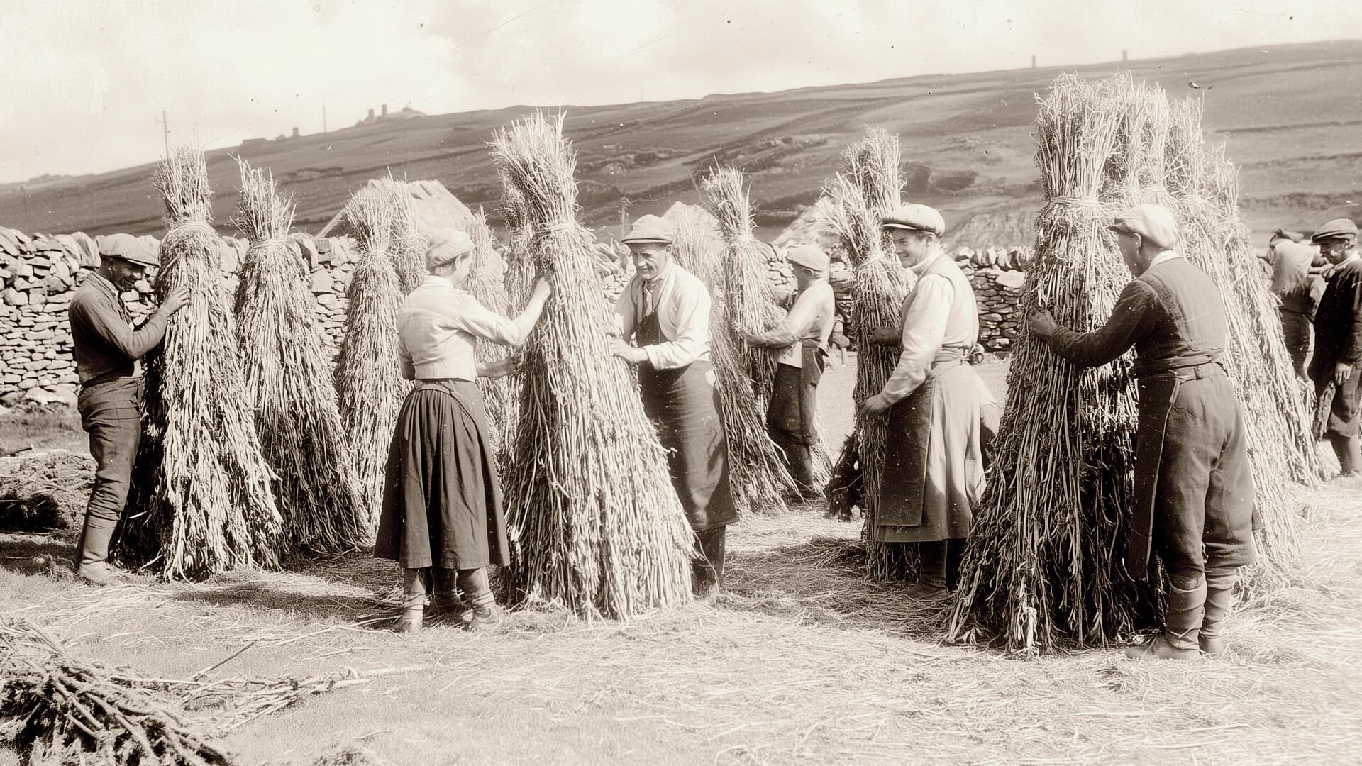 Welsh farmers harvesting hemp, early twentieth century