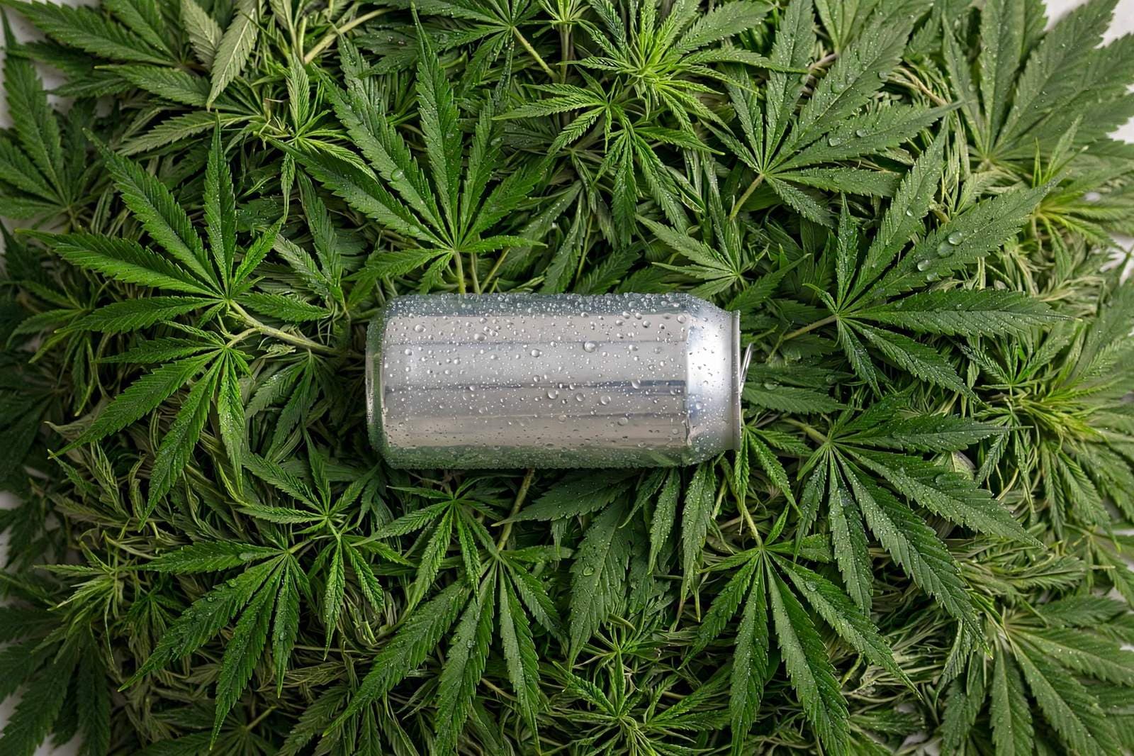 Unbranded silver drinks can resting on a bed of green hemp leaves